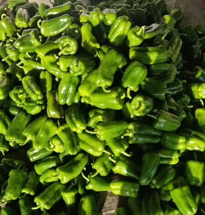 河北圆椒邯郸菜椒货源足质量稳定专业代收一条龙