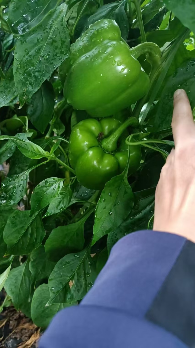 河北圆椒邯郸菜椒货源足质量稳定专业代收一条龙