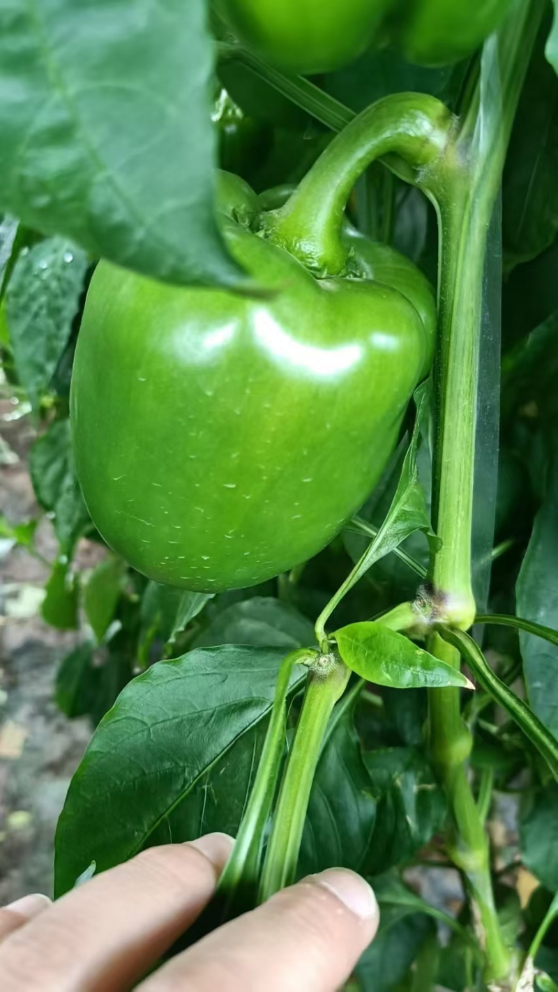 河北圆椒邯郸菜椒货源足质量稳定专业代收一条龙