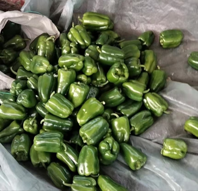河北圆椒邯郸菜椒货源足质量稳定专业代收一条龙