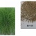 紫羊茅草种子进口草坪绿化草籽庭院护坡复绿耐寒草籽