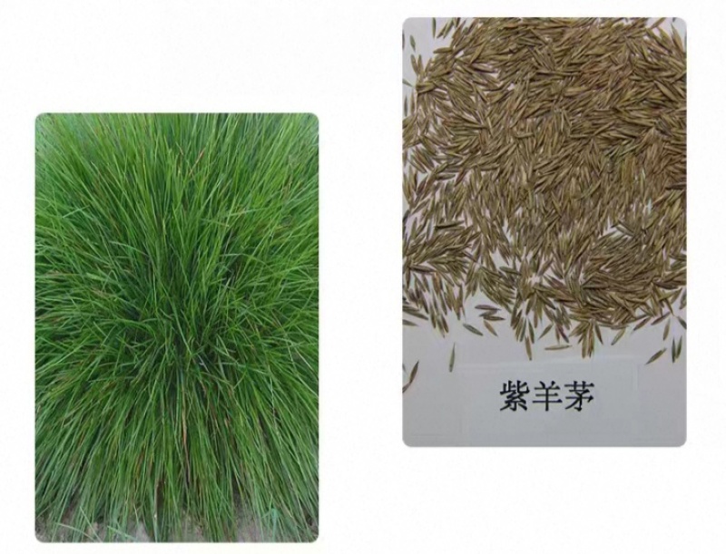 紫羊茅草种子进口草坪绿化草籽庭院护坡复绿耐寒草籽