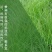 紫羊茅草种子进口草坪绿化草籽庭院护坡复绿耐寒草籽