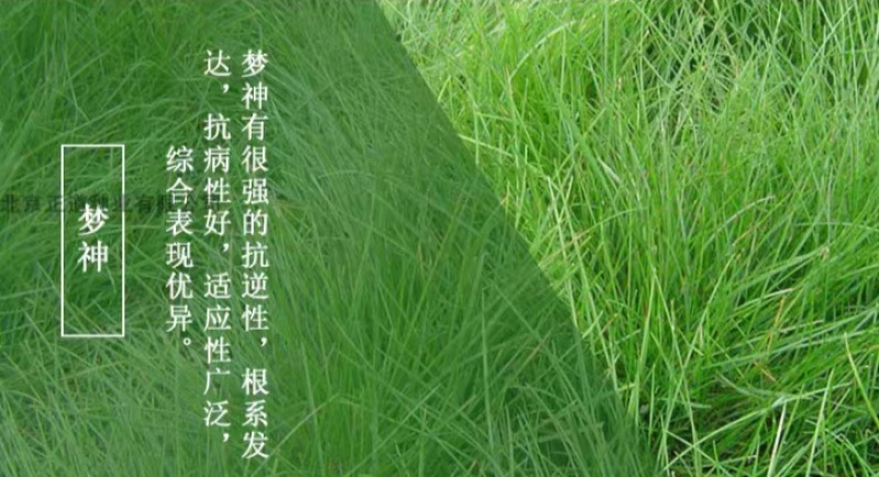 紫羊茅草种子进口草坪绿化草籽庭院护坡复绿耐寒草籽