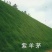 紫羊茅草种子进口草坪绿化草籽庭院护坡复绿耐寒草籽