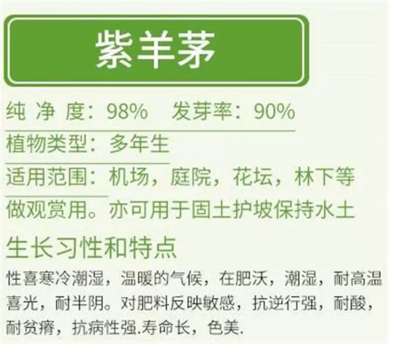 紫羊茅草种子进口草坪绿化草籽庭院护坡复绿耐寒草籽