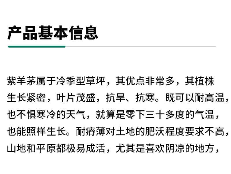 紫羊茅草种子进口草坪绿化草籽庭院护坡复绿耐寒草籽