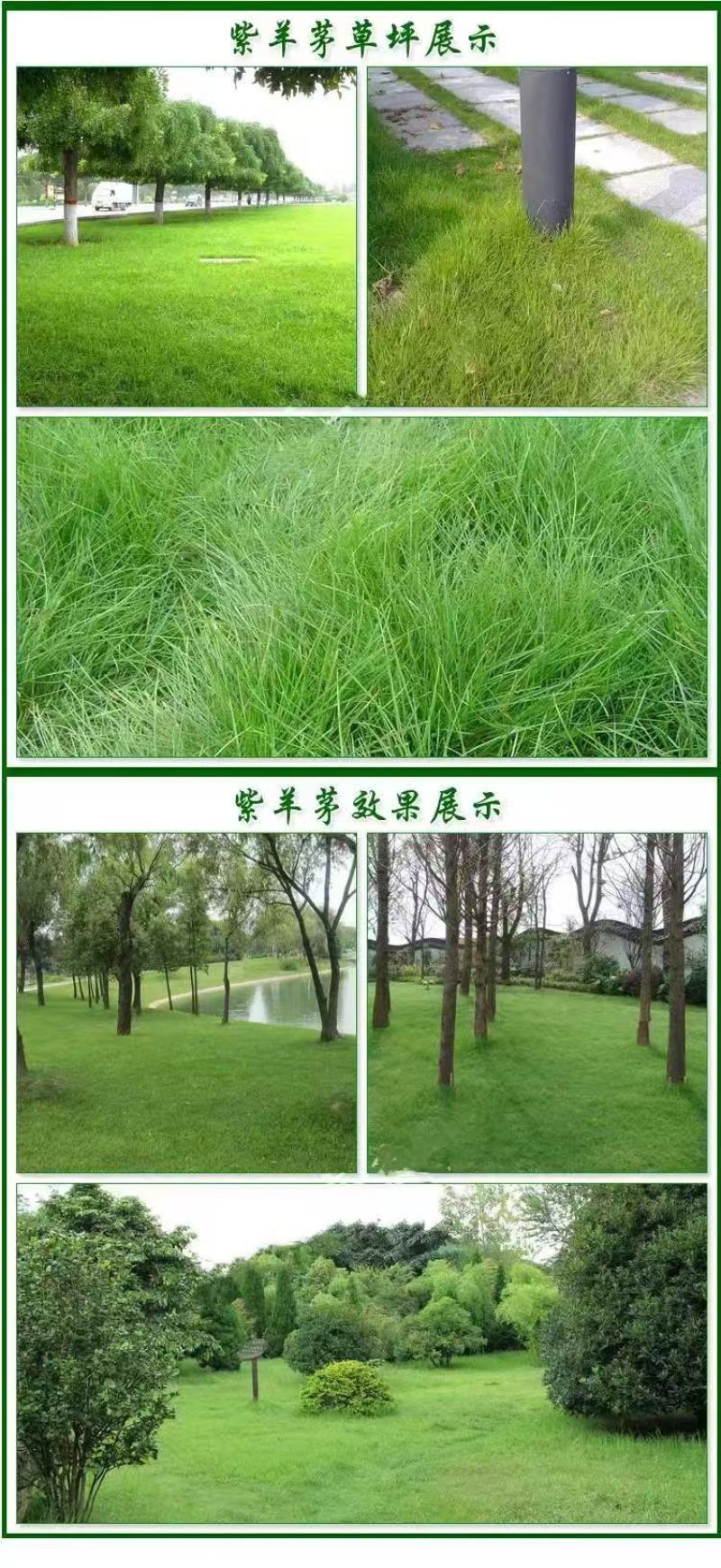 紫羊茅草种子进口草坪绿化草籽庭院护坡复绿耐寒草籽