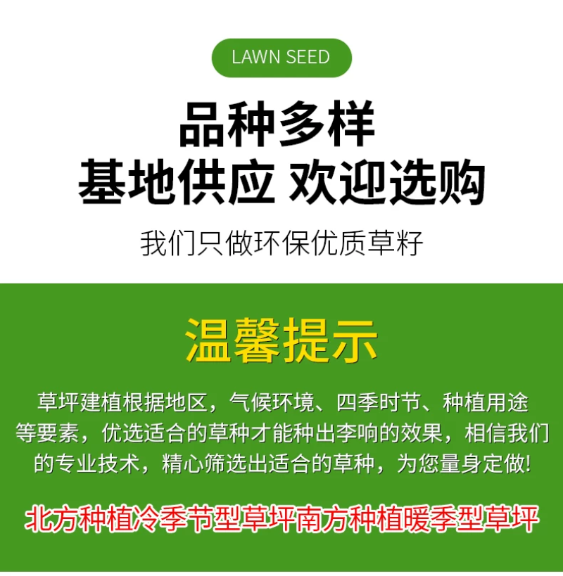 紫羊茅草种子进口草坪绿化草籽庭院护坡复绿耐寒草籽