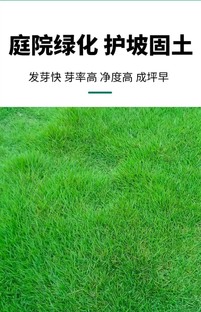 紫羊茅草种子进口草坪绿化草籽庭院护坡复绿耐寒草籽
