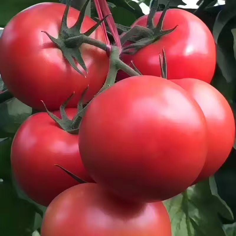 粉硕88粉红番茄种子沙瓤春秋播种早熟西红柿种籽肉厚果多