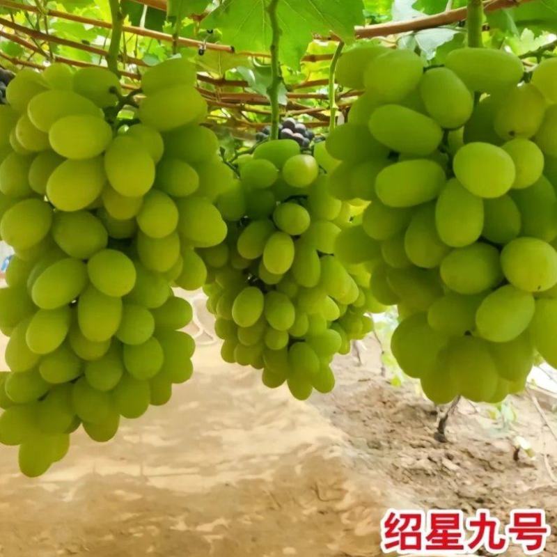 绍兴1-九号葡萄苗：早熟品种，玫瑰香葡萄苗，维多利亚。