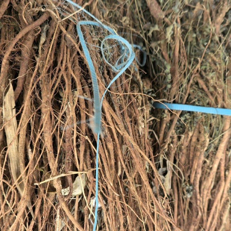 伏牛山甜地丁，全草干货，量大价格优惠，