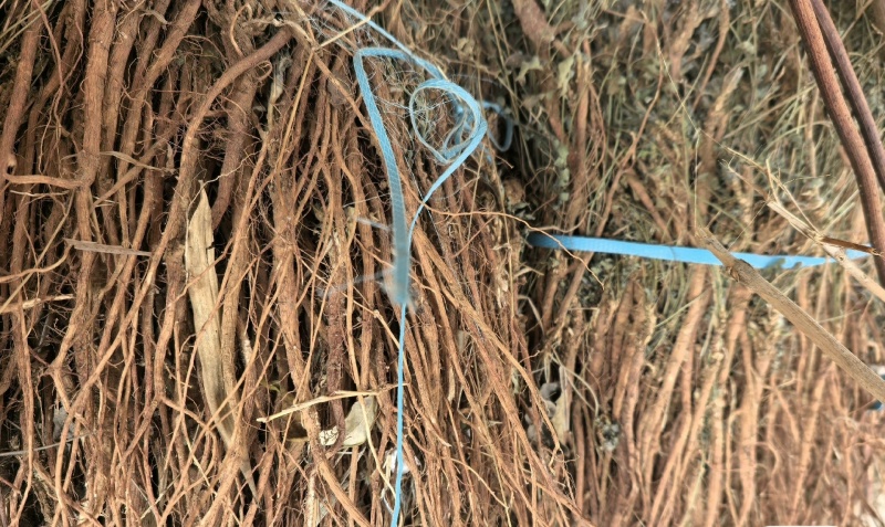 伏牛山甜地丁，全草干货，量大价格优惠，