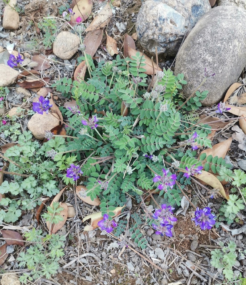 伏牛山甜地丁，全草干货，量大价格优惠，