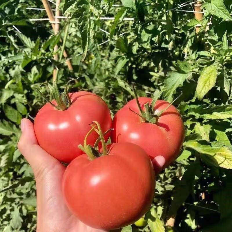 粉霸番茄种子早熟春秋露地保护地粉红水果型西红柿种籽