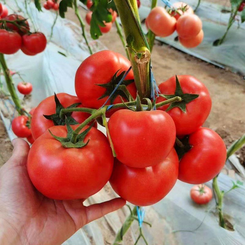粉霸番茄种子早熟春秋露地保护地粉红水果型西红柿种籽