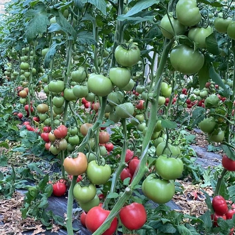 粉霸番茄种子早熟春秋露地保护地粉红水果型西红柿种籽