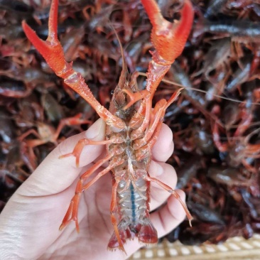 湖北潜江清水小龙虾大中小规格按级分拣欢迎咨询