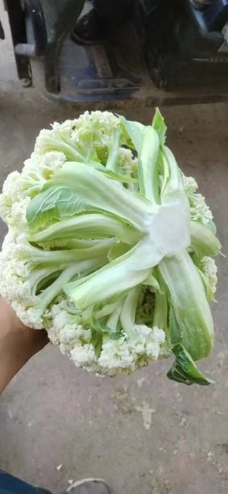 有机花菜菜花基地直供现货随装量大从优全国代发欢迎来电