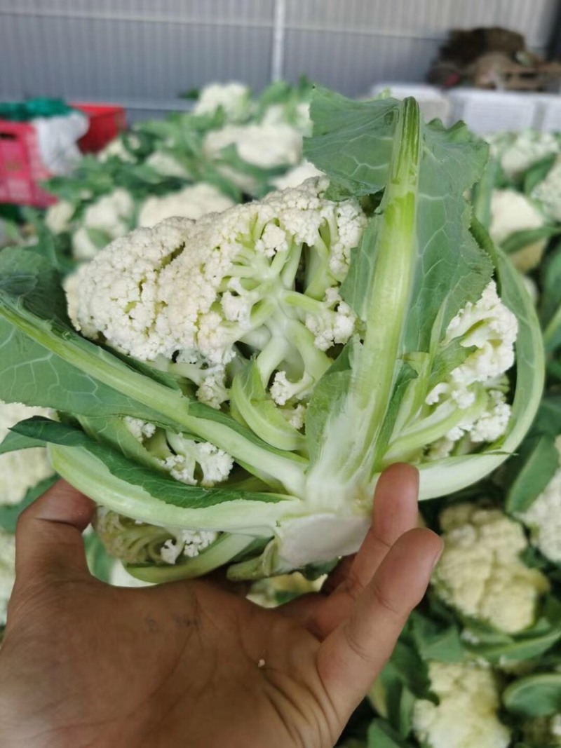 有机花菜菜花基地直供现货随装量大从优全国代发欢迎来电