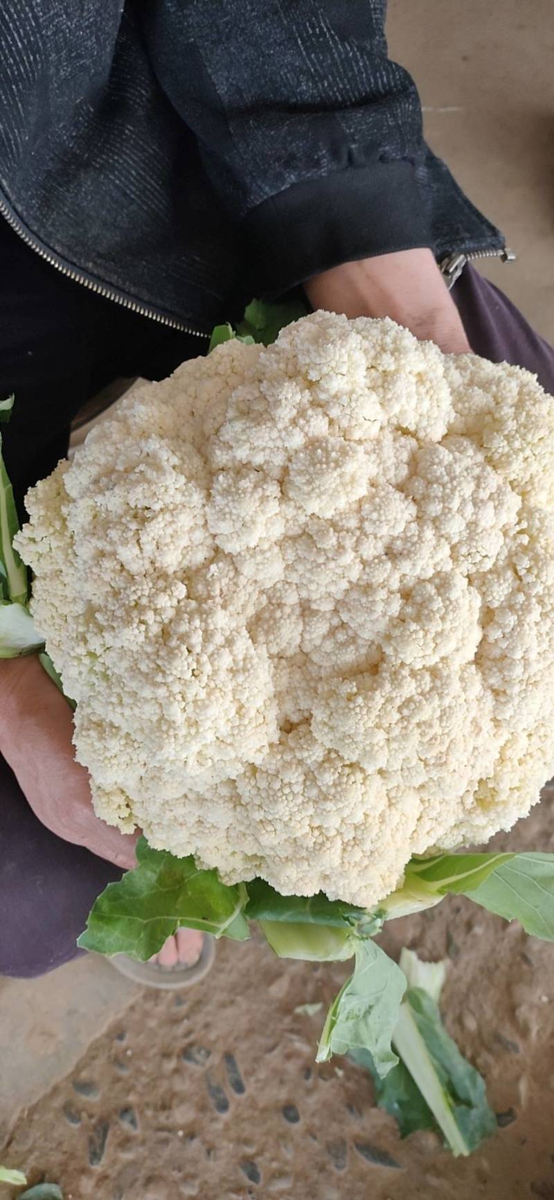 有机花菜菜花基地直供现货随装量大从优全国代发欢迎来电