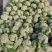 有机花菜菜花基地直供现货随装量大从优全国代发欢迎来电