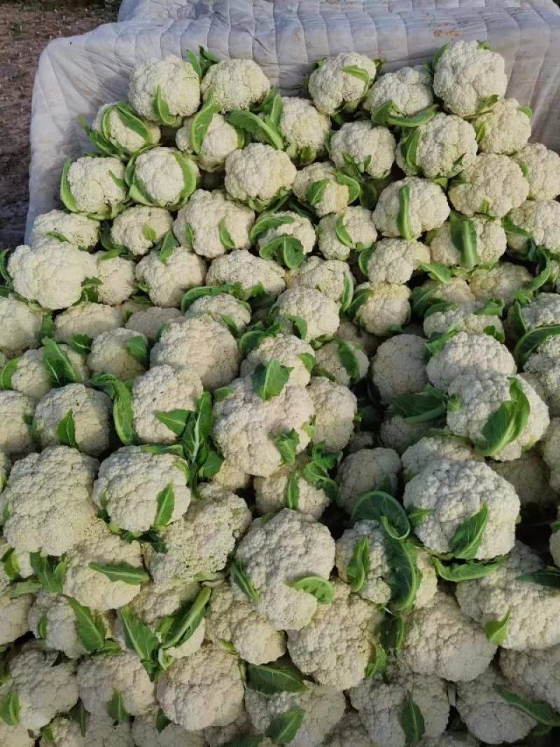 有机花菜菜花基地直供现货随装量大从优全国代发欢迎来电