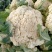 有机花菜菜花基地直供现货随装量大从优全国代发欢迎来电
