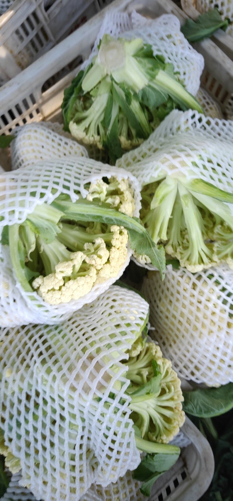 有机花菜菜花基地直供现货随装量大从优全国代发欢迎来电