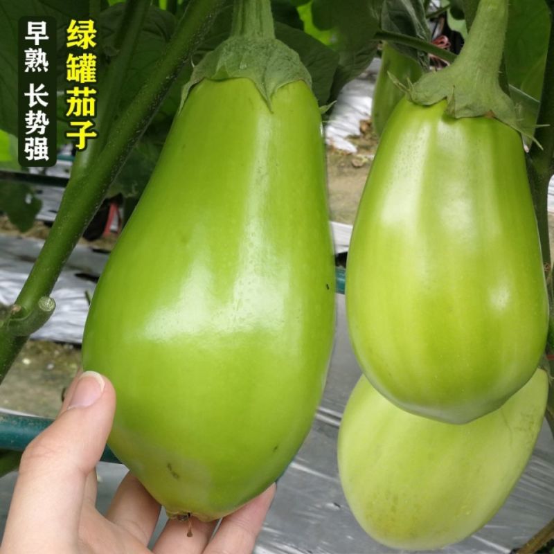 绿霸绿茄子种子油绿大果早熟高产抗病商品性佳