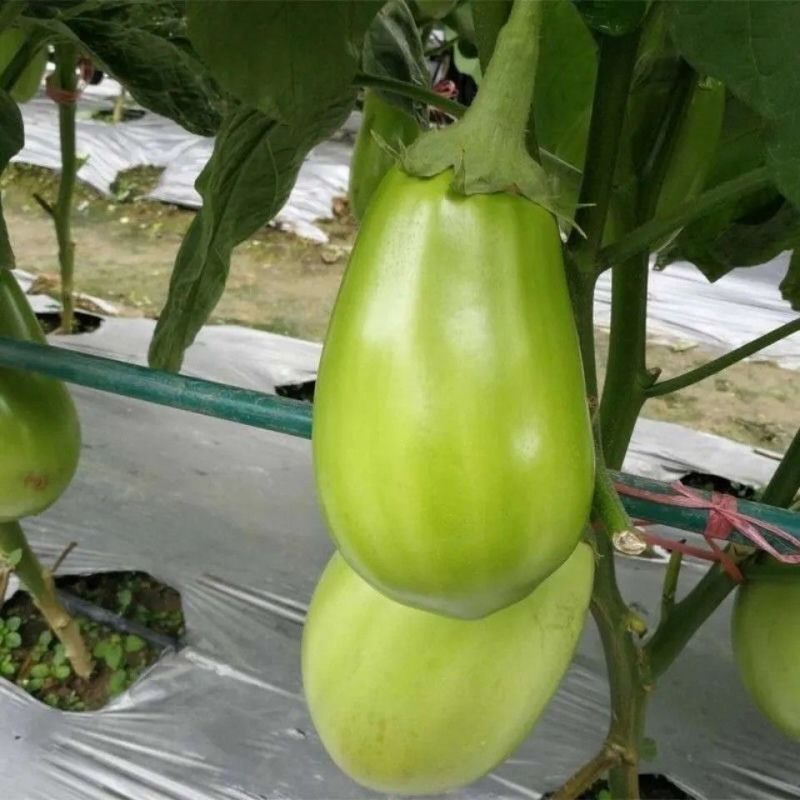 绿硕一代杂交中早熟绿茄种子颜色嫩绿果实籽少果肉口感绵软