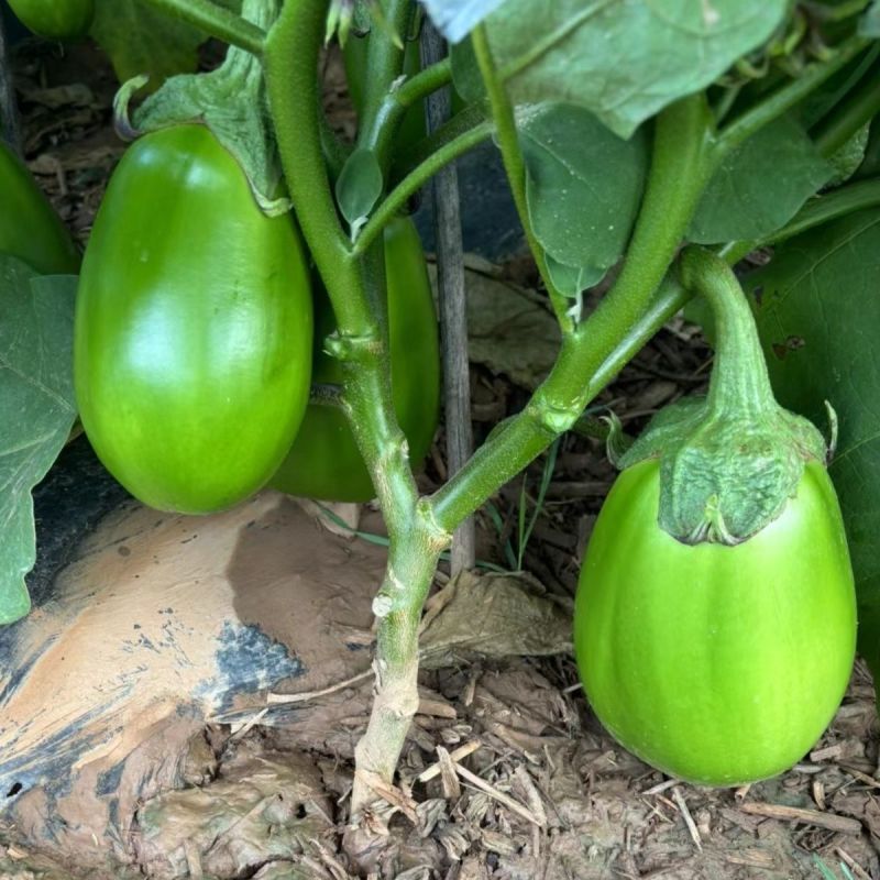 绿硕一代杂交中早熟绿茄种子颜色嫩绿果实籽少果肉口感绵软