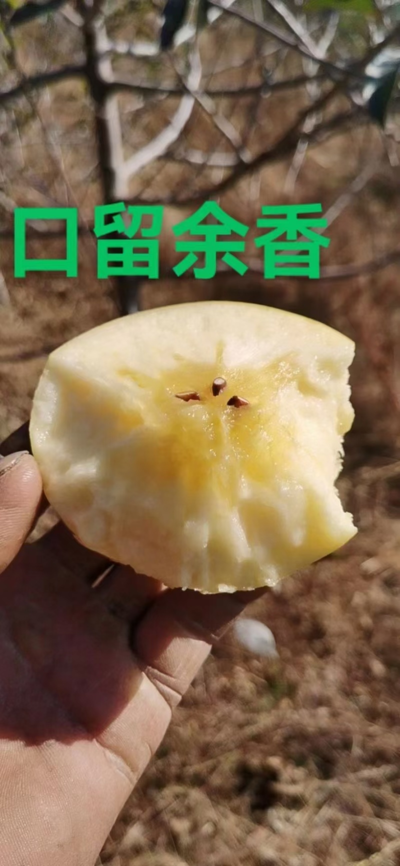 维纳斯黄金苹果辽宁宽甸县产地直供品质保证欢迎来电