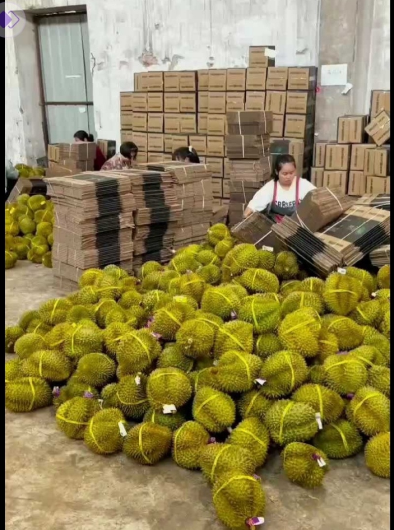 金枕榴莲，一手货源产地批发坏果包赔包售后包邮