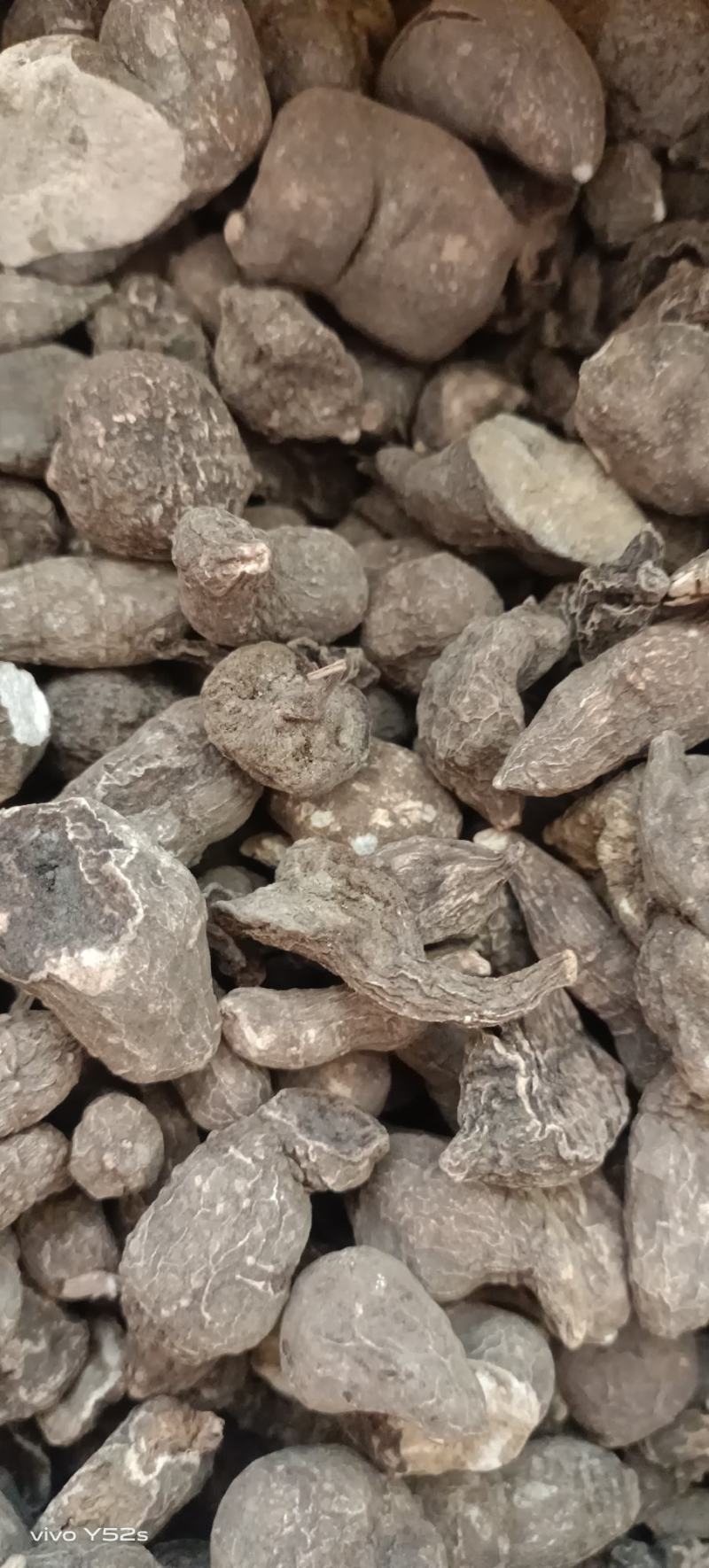 三叶青又名金线吊葫芦实体加平台质量有保证，药材只做正品