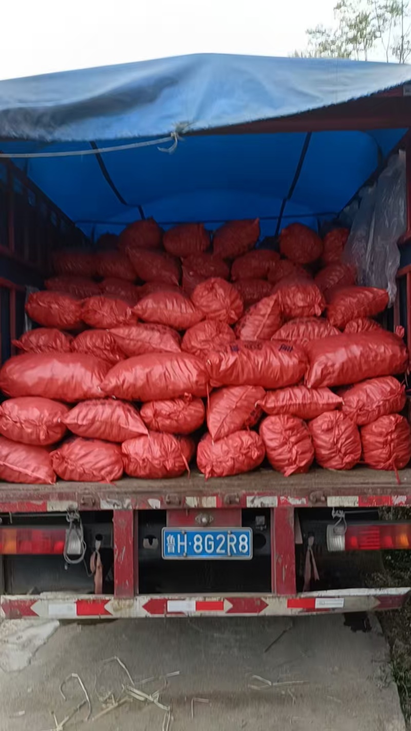 广西精品荸荠珍珠马蹄/入口化渣/供应商超电商/社区团购