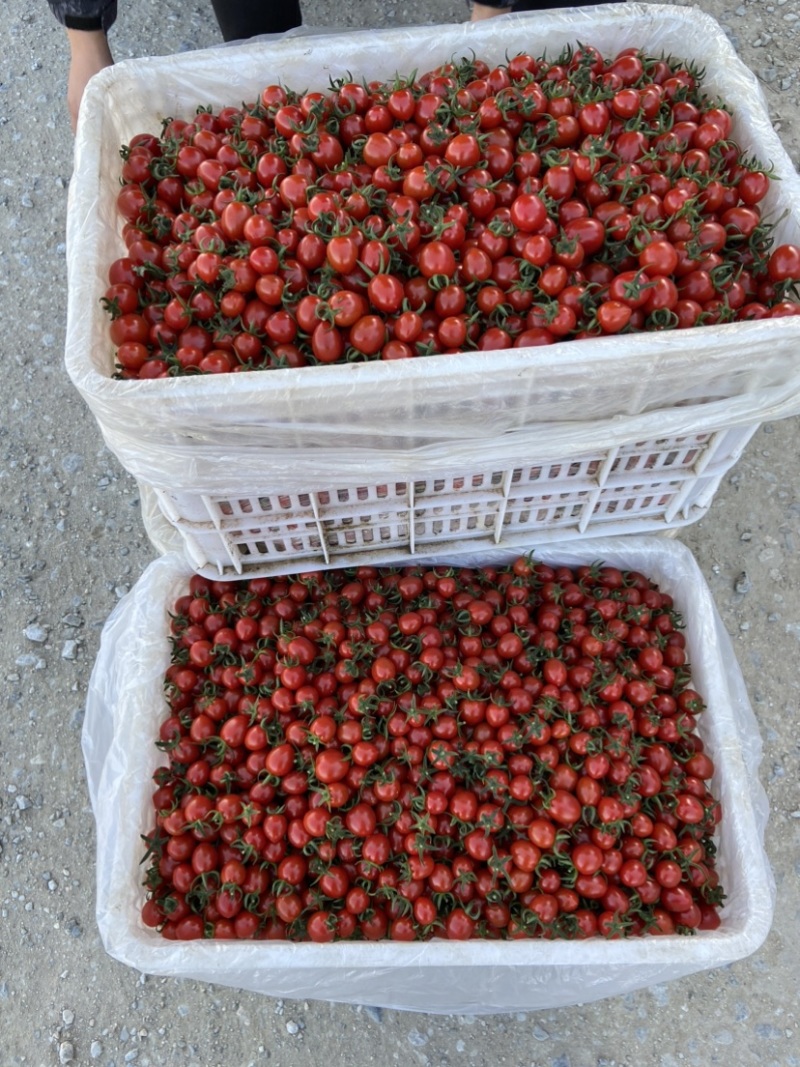 釜山88小糖豆圣女果货源充足量大从优品质保证