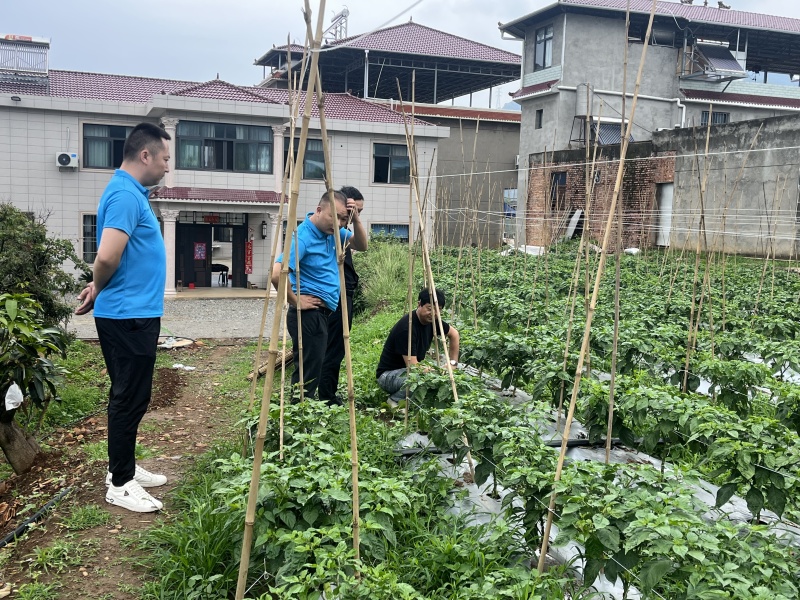 硼肥颗粒促进花芽保花保果底施缓释提高坐果率工厂直供量大从