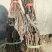 电商直播嫁接葡萄苗扦插苗高条葡萄大量出售基地直发保证质量