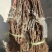 电商直播嫁接葡萄苗扦插苗高条葡萄大量出售基地直发保证质量