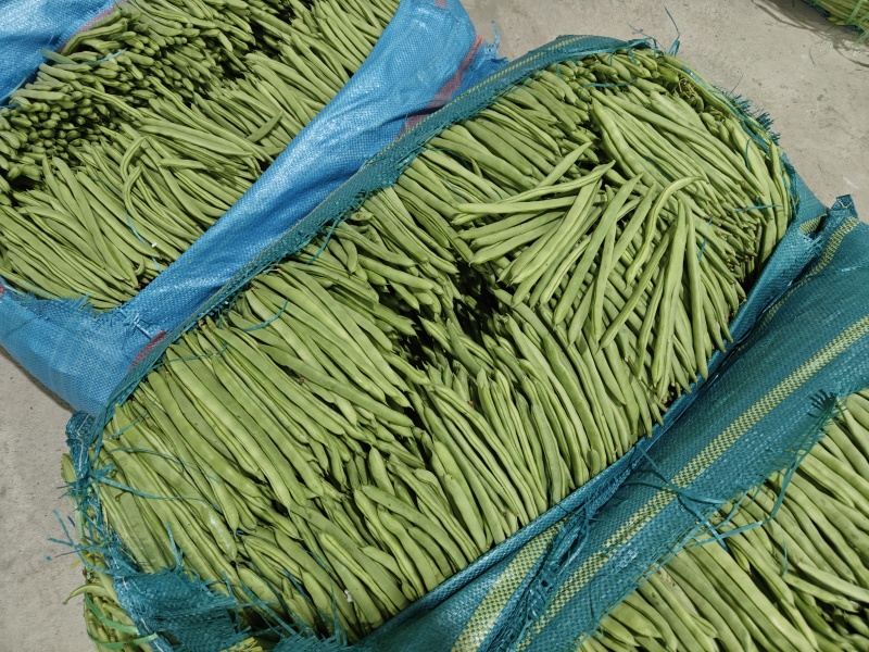 无筋豆