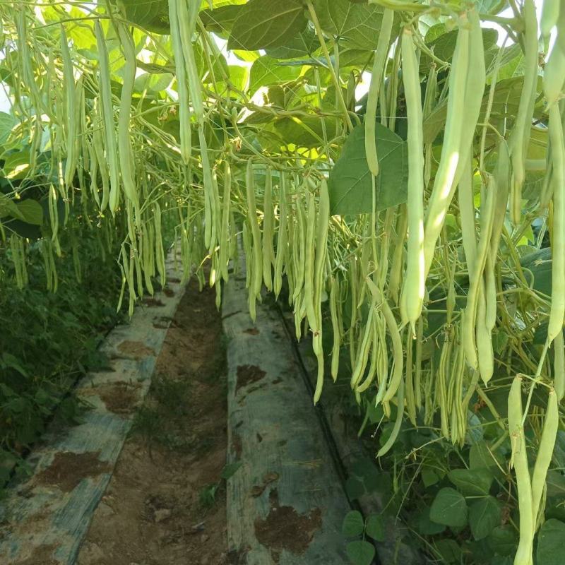 无筋豆