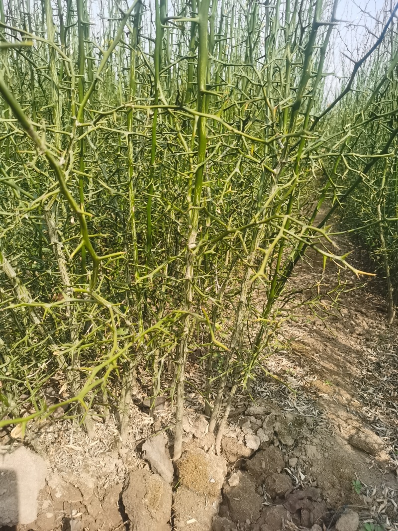 大量出售枸橘苗