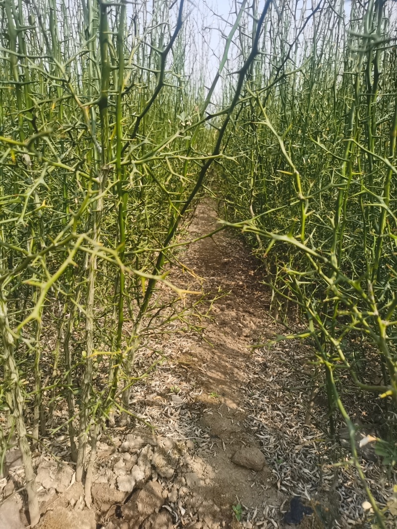大量出售枸橘苗