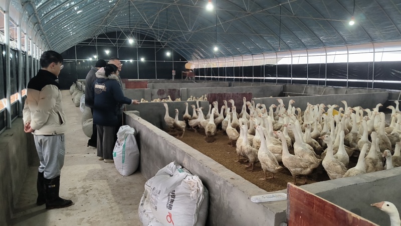 天府大白鹅正在热销中，价格美丽，稳定供货。