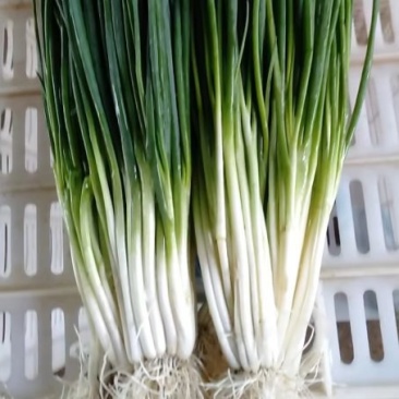 精品小香葱安徽阜南产地