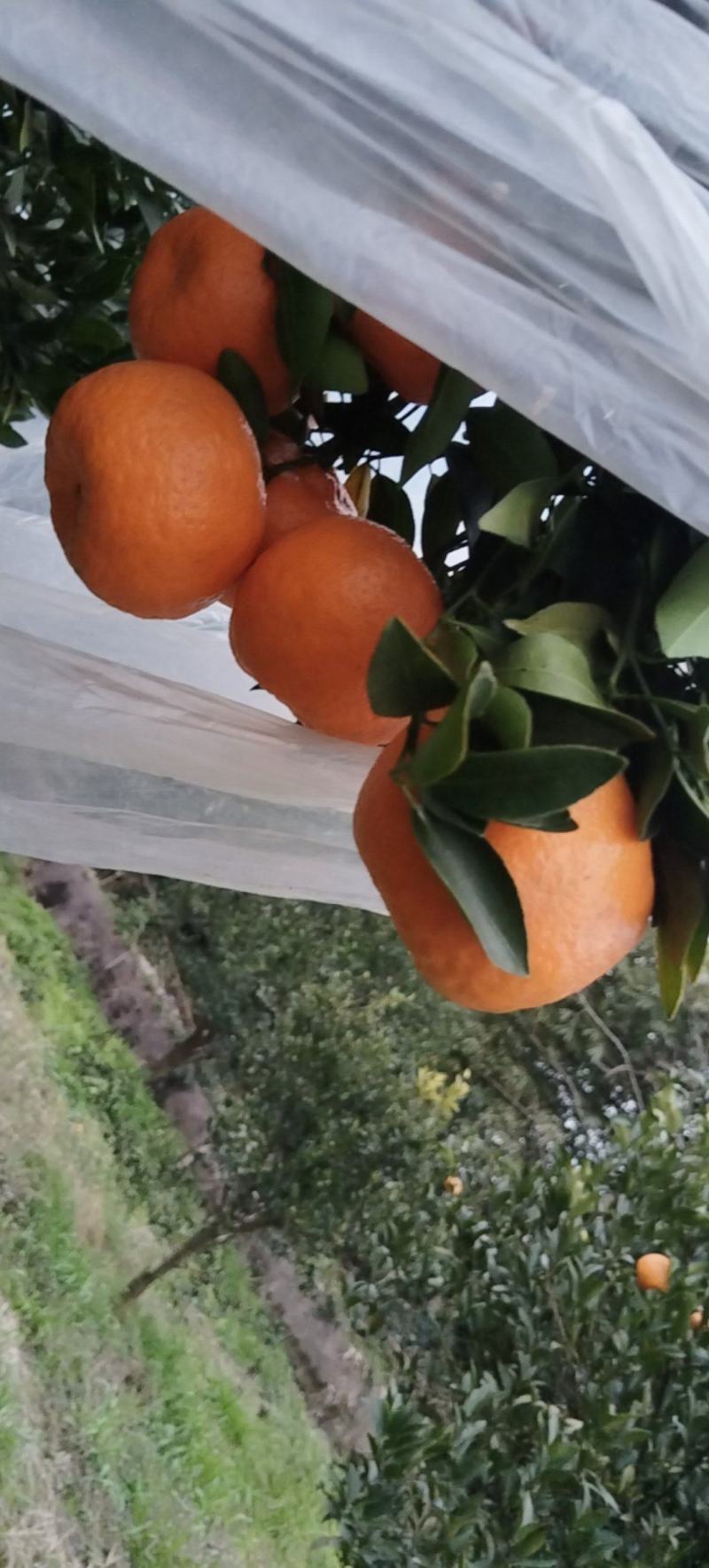 碰柑