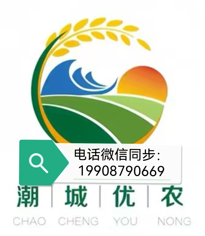大白牙（1级）