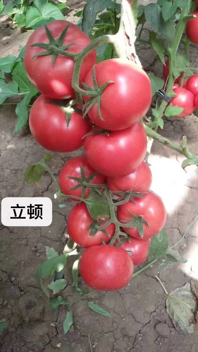 硬粉西红柿苗子抗病毒耐热耐裂大果亮粉番茄苗子大粉硬粉西红
